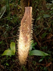 Bactris setosa