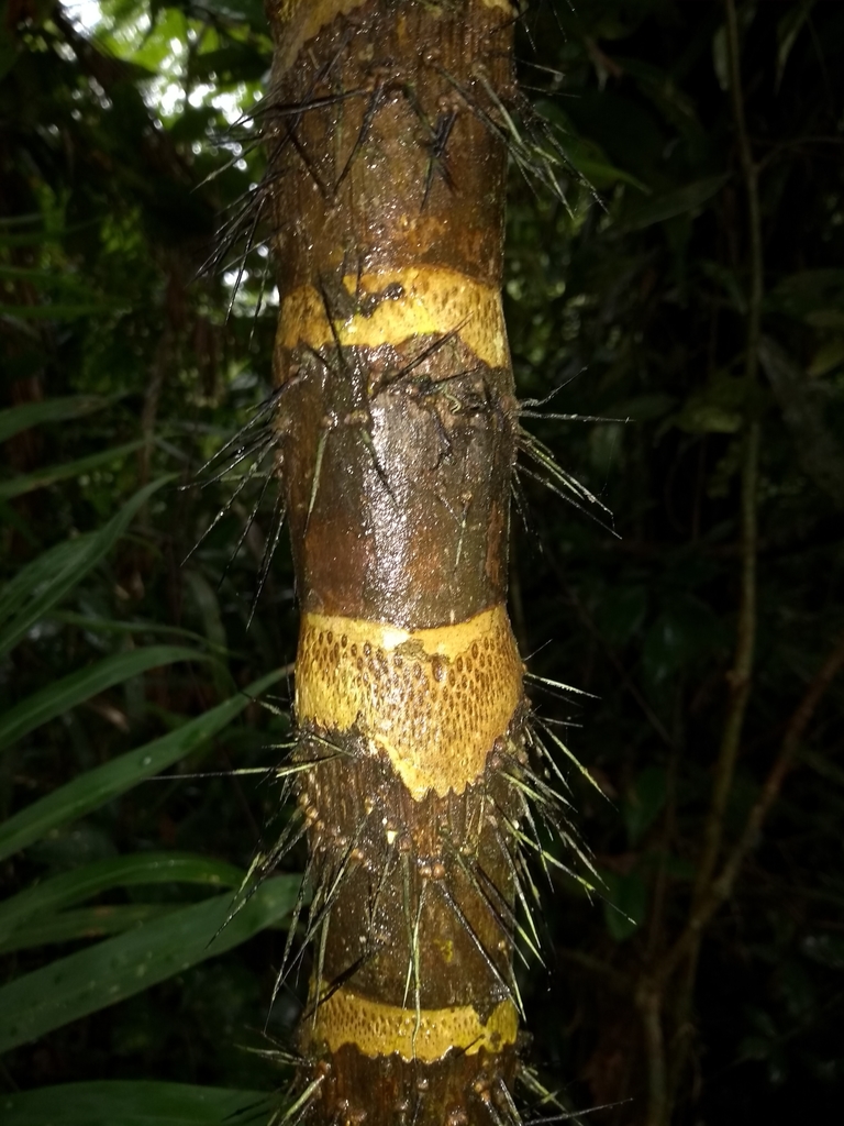 Bactris setosa (Florianopolis - Plants - Monocots) · iNaturalist