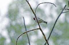 Carduelis carduelis