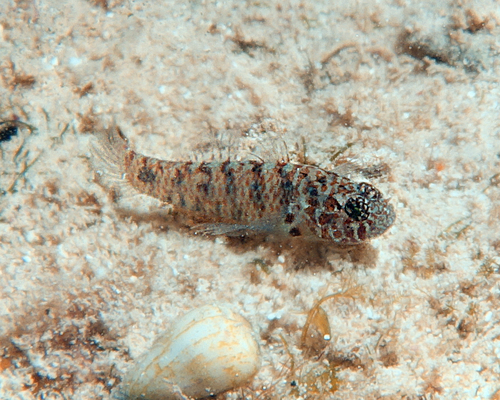Queensland-dwerggrondel (Eviota queenslandica) — Gobiidae