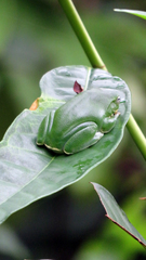 Zhangixalus taipeianus