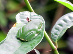 Zhangixalus taipeianus