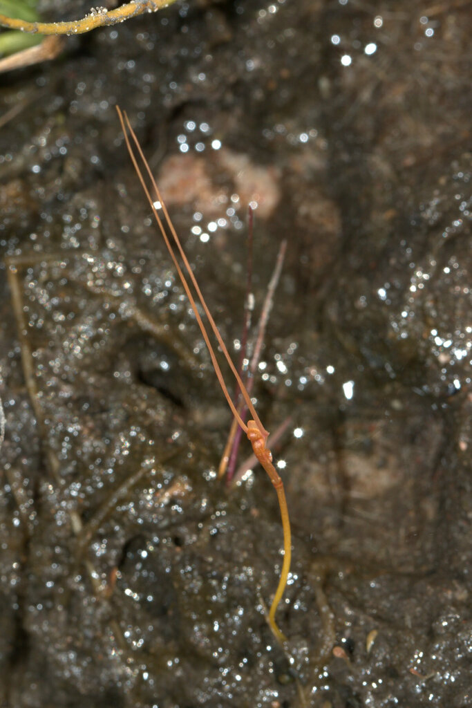 Utricularia dunstaniae F.E.Lloyd