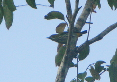 Dicaeum chrysorrheum