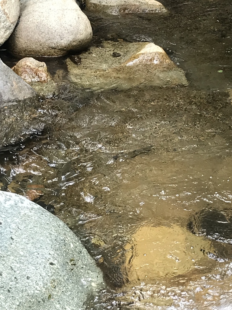 Rainbow Trout from Robinson Ranch, Trabuco Canyon, CA, US on May 26