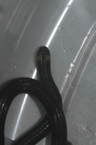 Collared Blind Snake