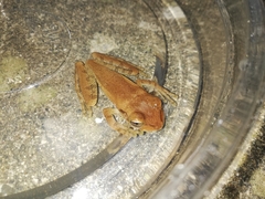 Osteopilus dominicensis