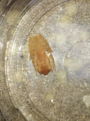 Osteopilus dominicensis