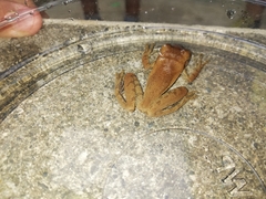 Osteopilus dominicensis