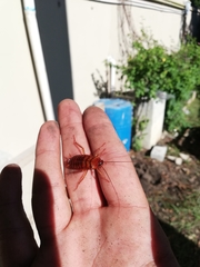 Periplaneta americana