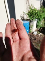 Periplaneta americana