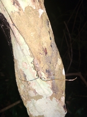 Pseudomacrochenus antennatus