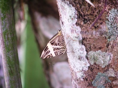 Colobura dirce dirce