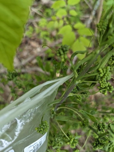 Image of Smilax illinoensis by (c) Skyler Principe, some rights reserved (CC BY)