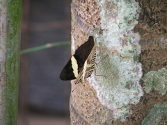 Colobura dirce dirce