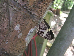 Colobura dirce dirce