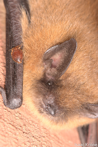 iNaturalist observation photo of Western Bat Bug