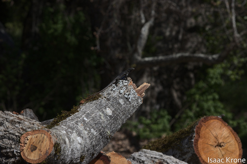iNaturalist observation photo of Western Fence Lizard