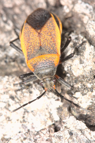 iNaturalist observation photo of California Bordered Plant Bug