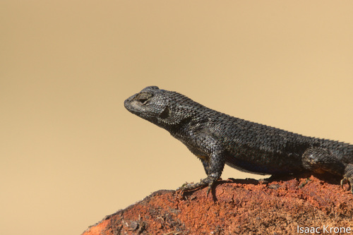 iNaturalist observation photo of Western Fence Lizard