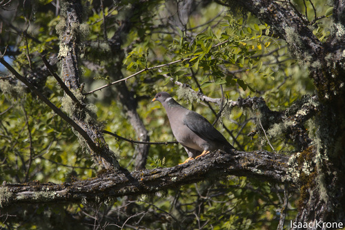 iNaturalist observation photo of Band-tailed Pigeon