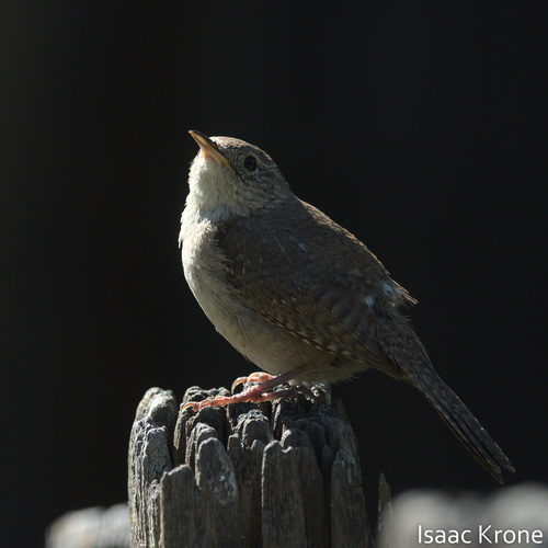 iNaturalist observation photo of Northern House Wren