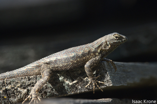 iNaturalist observation photo of Western Fence Lizard