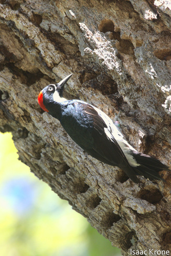 iNaturalist observation photo of Acorn Woodpecker