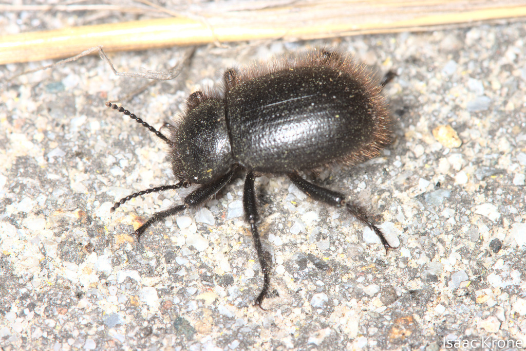 Woolly Darkling Beetle from Hastings Natural History Reserve, Monterey