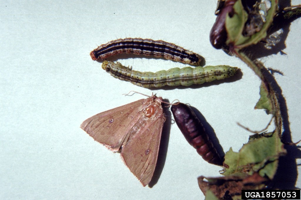 Cotton Leafworm