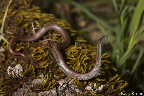 iNaturalist observation photo of Common Sharp-tailed Snake