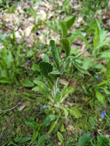 Erigeron philadelphicus