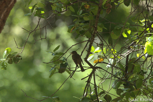 iNaturalist observation photo of Western Flycatcher