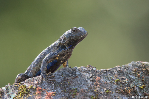 iNaturalist observation photo of Western Fence Lizard