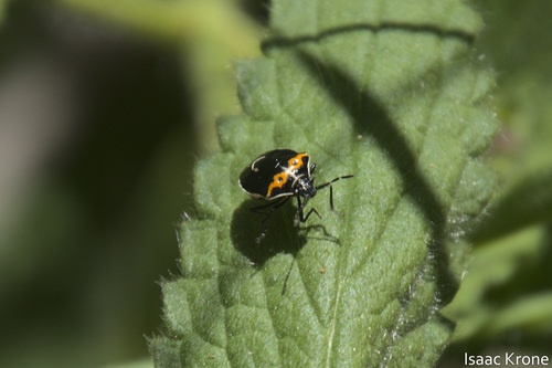 iNaturalist observation photo of Hedge Nettle Stink Bug