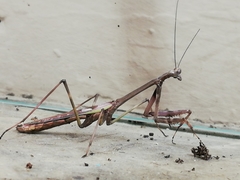 Stagmomantis domingensis