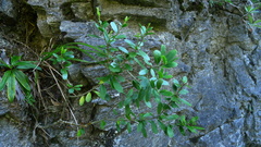 Melicytus improcerus