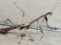 Stagmomantis domingensis