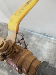 Stagmomantis domingensis