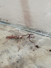 Stagmomantis domingensis