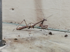 Stagmomantis domingensis