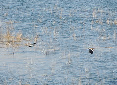 Vanellus indicus aigneri