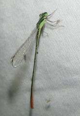 Agriocnemis gratiosa