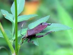 Pseudomictis obtusispinus