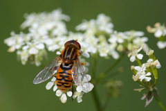 Parhelophilus