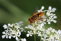 Parhelophilus