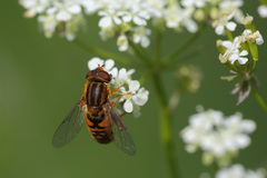 Parhelophilus