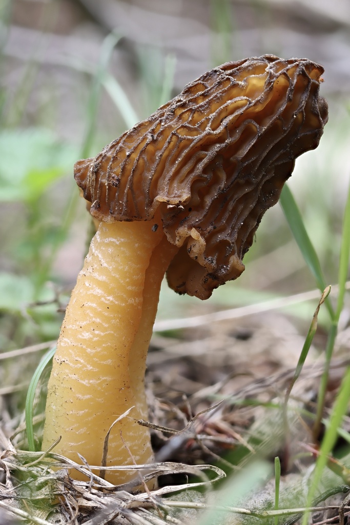 wrinkled thimble morel (Pezizales fungi Of Montana) · iNaturalist