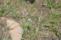 Wahlenbergia paucidentata