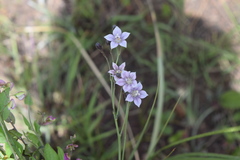 Wahlenbergia paucidentata